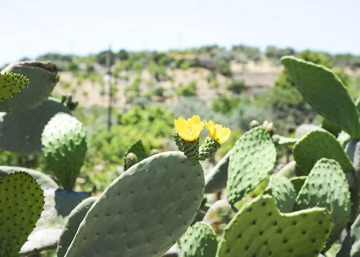 Jardinu נוטו