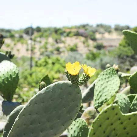 Jardinu Noto