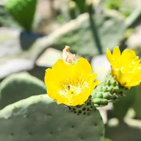 Jardinu בית כפרי